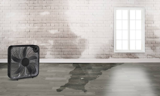 Best Sewage cleanup and water damage restoration  in Rochester, WA